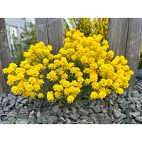 stauden-steinkraut, Auch Felsen-steinkraut, Mehrjährig, Blumensamen von juhuuBlumen