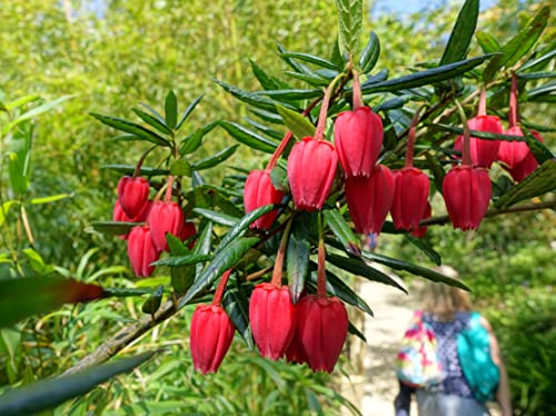 10 Stück Crinodendron Hookerianum Baumsamen rot von junkondra