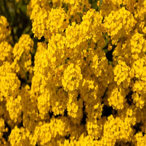 100 Stück Alyssum Blumensamen Gelb für die Gartenarbeit von junkondra