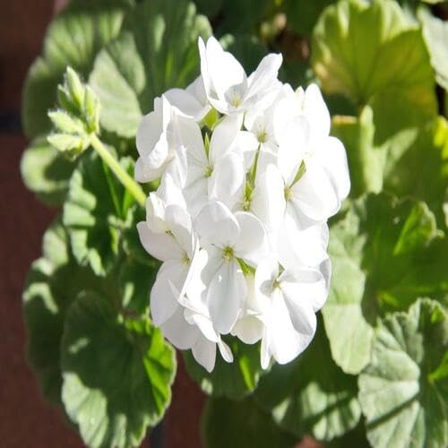 100 Stück Blühende neue Geranienblumensamen Weiß von junkondra
