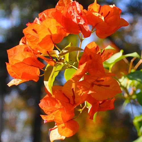 100 Stück Bougainvillea Blumensamen Orange für die Gartenarbeit von junkondra