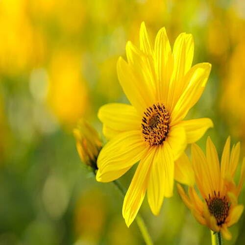 100 Stück Gänseblümchen-Blumensamen, gelb, für die Gartenarbeit von junkondra