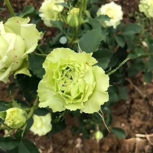100 Stück Neue Riesenrosensamen Grün von junkondra