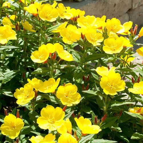100 Stück Primel-Blumensamen, gelb von junkondra