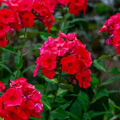 100 Stück Riesen-Phlox-Blumensamen, rot von junkondra