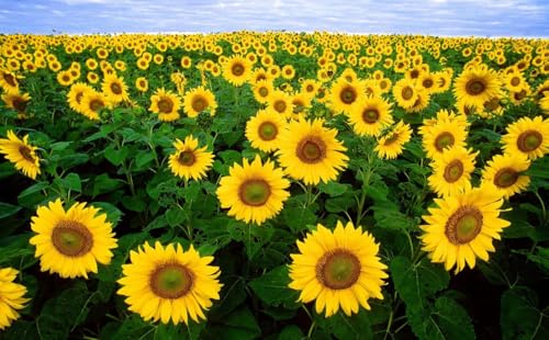 100 Stück Sonnenblumenkerne Gelb von junkondra