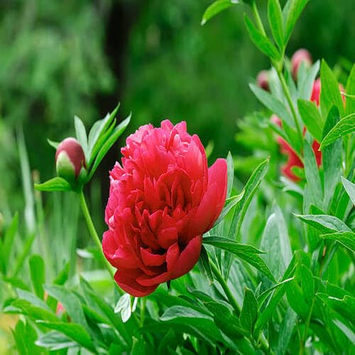 100 Stück mehrjährige Pfingstrosen-Blumensamen, 100 Stück, rot von junkondra