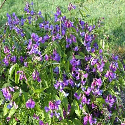 100 Stück neue Lathyrus-Blumensamen Lila von junkondra