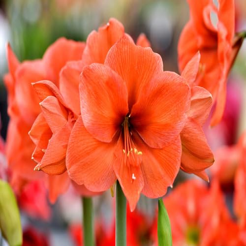 100 Stück neue Riesen-Amaryllis-Blumensamen orange 100 Stück neue Riesen-Amaryllis-Blumensamen orange von junkondra