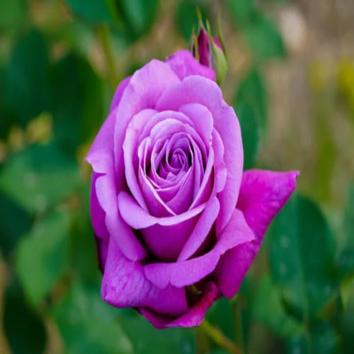 100 Stück neue Riesenrose Blumensamen Lila von junkondra