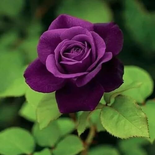 100 Stück neue Riesenrose Blumensamen Violett von junkondra