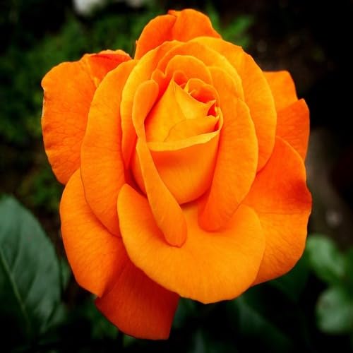 100 Stück neue Rosenblütensamen Orange von junkondra