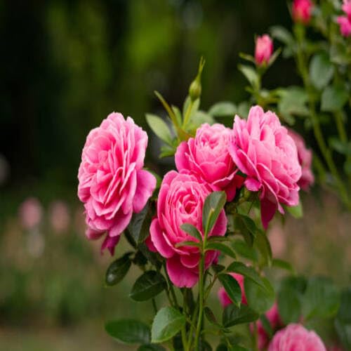 100 Stück neue Rosenblütensamen Rosa von junkondra