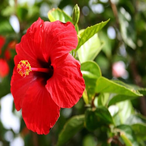 100 Stück neue riesige Hibiskusblütensamen rot für den Anbau von junkondra