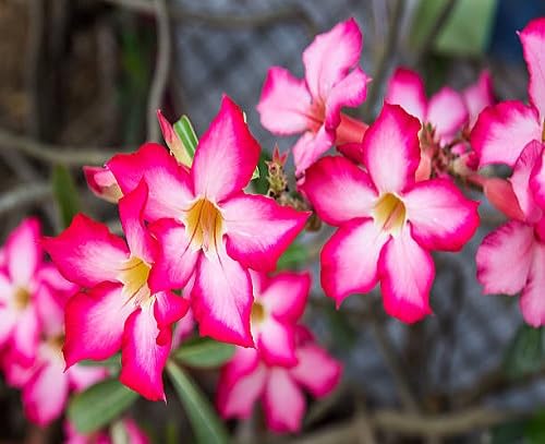 2 Stück rosa Adenium Obesum Blumensamen von junkondra