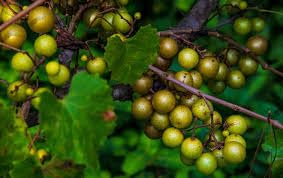 60 Stück Scuppernong-Fruchtsamen 60 Stück Scuppernong-Fruchtsamen von junkondra