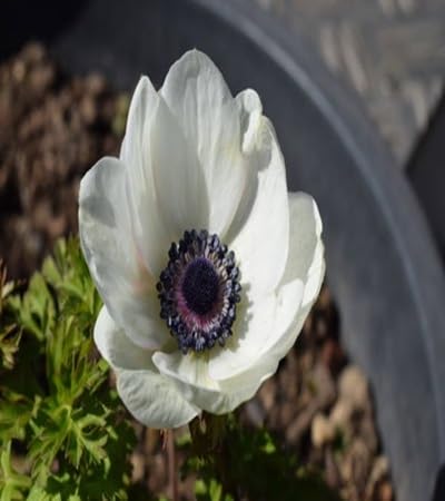 90 Stück Anemonenblumensamen von junkondra