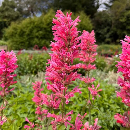 Agastache Blumensamen Rosa 100 Stück Agastache Blumensamen Rosa 100 Stück von junkondra