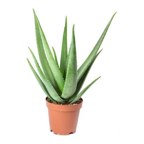 Aloe Vera Pflanzensamen Rot 30 Stück Aloe Vera Pflanzensamen Rot 30 Stück von junkondra