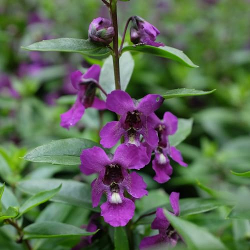 Angelonia Blumensamen Lila 100 Stück Angelonia Blumensamen Lila 100 Stück von junkondra