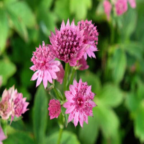 Astrantia Blumensamen 100 Stück lila Astrantia Blumensamen 100 Stück lila von junkondra