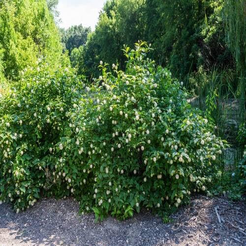 Cephalanthus Pflanzensamen Grün 30 Stück Cephalanthus Pflanzensamen Grün 30 Stück von junkondra