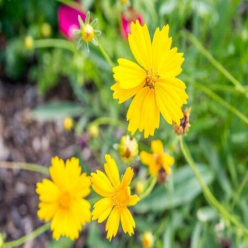 Coreopsis Blumensamen Gelb 100 Stück von junkondra