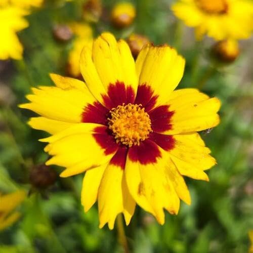Coreopsis Blumensamen Gelb Rot 100 Stück von junkondra