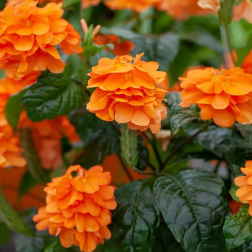 Crossandra Blumensamen Orange 100 Stück von junkondra