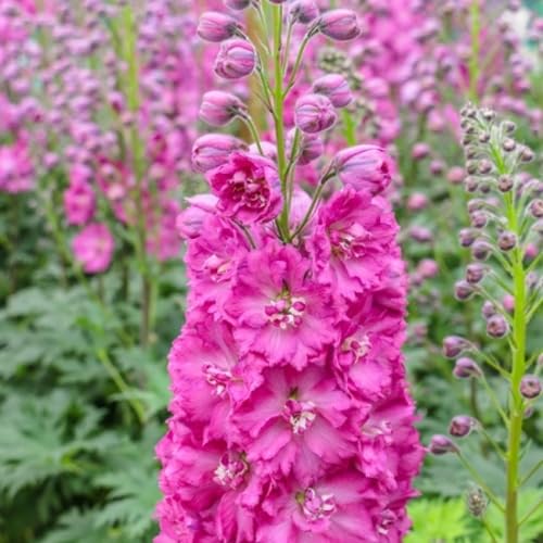 Delphinium-Blumensamen, 100 Stück, Rosa Delphinium-Blumensamen, 100 Stück, Rosa von junkondra