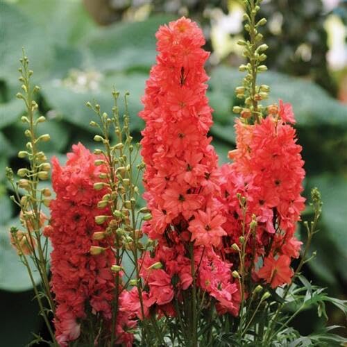 Delphinium-Blumensamen, 100 Stück, Rot Delphinium-Blumensamen, 100 Stück, Rot von junkondra