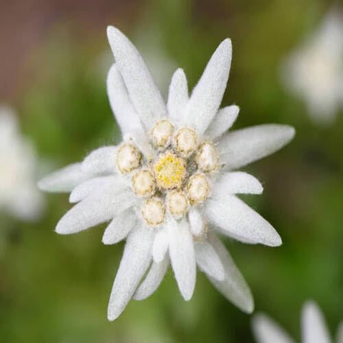 Edelweiß-Blumensamen Weiß 80 Stück Edelweiß-Blumensamen Weiß 80 Stück von junkondra