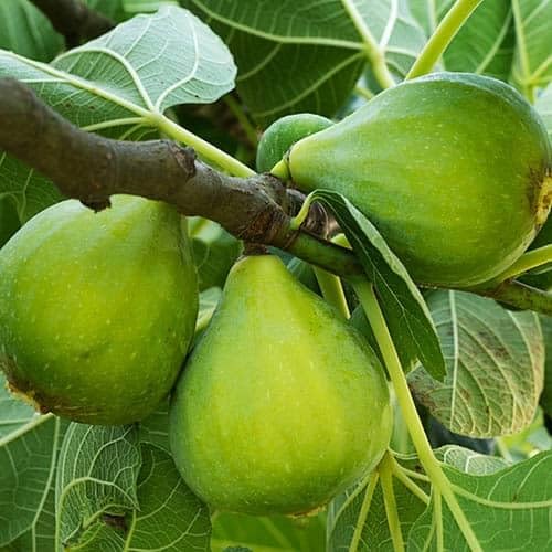 Feigenbaumsamen 10 Stück Grün von junkondra