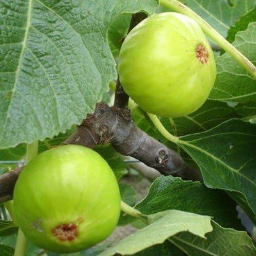 Feigenbaumsamen 5 Stück Grün Feigenbaumsamen 5 Stück Grün von junkondra