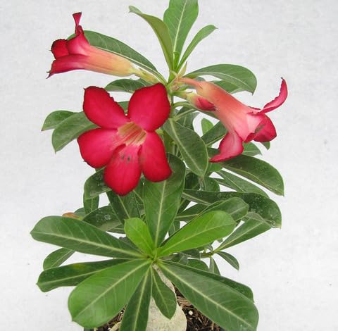 Frische 2 rote Adenium Obesum Blumensamen von junkondra