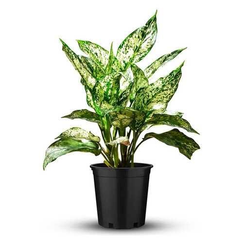 Frische Aglaonema Pflanzensamen Grün Weiß 30St von junkondra