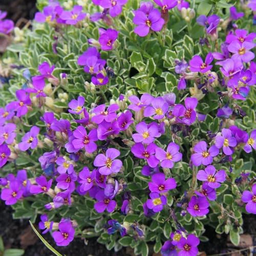 Frische Aubrieta Blumensamen lila 100 Stück Zum Anpflanzen von junkondra