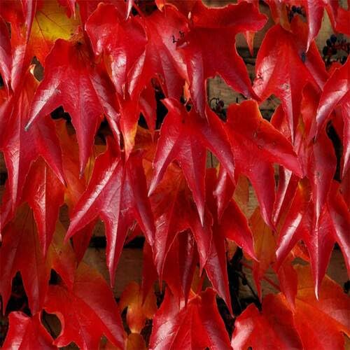 Frische Boston Ivy Pflanzensamen Rot 10 Stück von junkondra