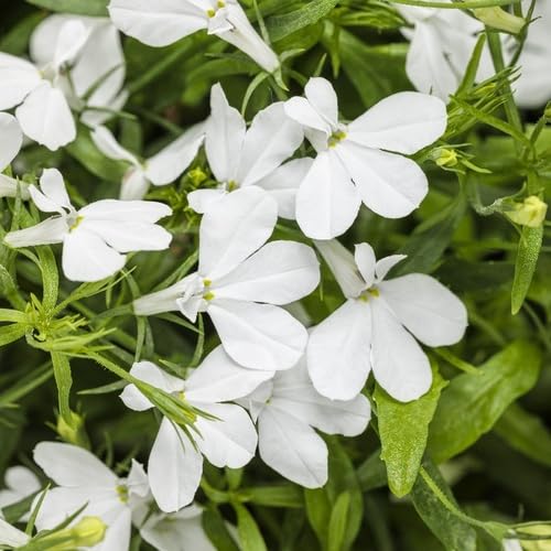 Frische Lobelia Regatta Blumensamen Weiß 100 Stück zum Anpflanzen von junkondra