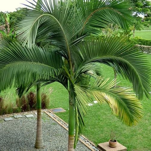 Frische Palmensamen Grün 10 Stück Frische Palmensamen Grün 10 Stück von junkondra