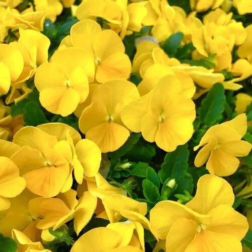 Frische Viola-Blumensamen Gelb 100 Stück Frische Viola-Blumensamen Gelb 100 Stück von junkondra