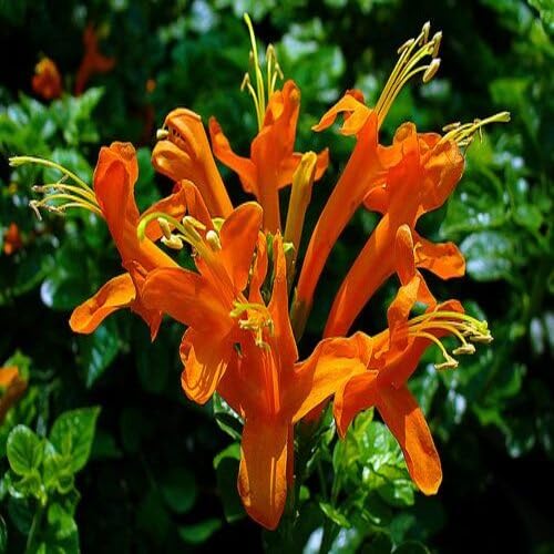 Geißblatt-Blumensamen, 100 Stück, Orange Geißblatt-Blumensamen, 100 Stück, Orange von junkondra