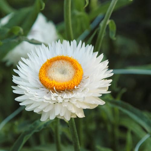 Helichrysum Blumensamen 100 Stück weiß Helichrysum Blumensamen 100 Stück weiß von junkondra