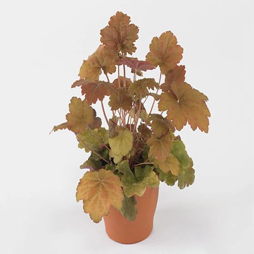 Heuchera Pflanzensamen 40 Stück Braun von junkondra
