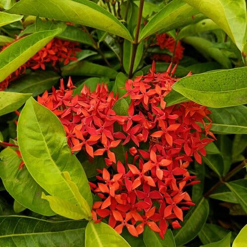 Ixora Blumensamen Rot 100 Stück von junkondra
