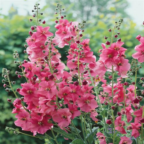 Königskerzenblütensamen rosa 100 Stück von junkondra