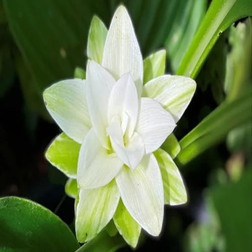 Kurkuma-Blumensamen 100 Stück weiß von junkondra