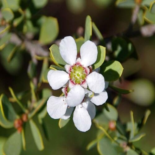 Leptospermum Blumensamen Weiß 100 Stück von junkondra