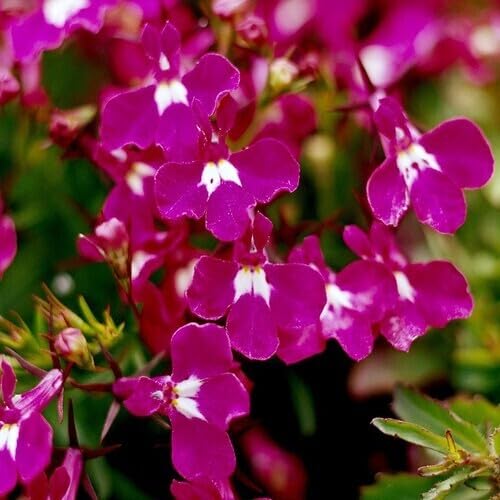 Lobelia Regatta Blumensamen Rosa 100 Stück zum Anpflanzen von junkondra