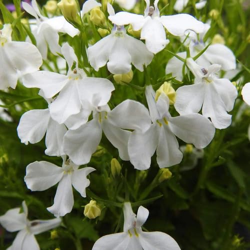 Lobelia Regatta Blumensamen Weiß 90 Stück von junkondra